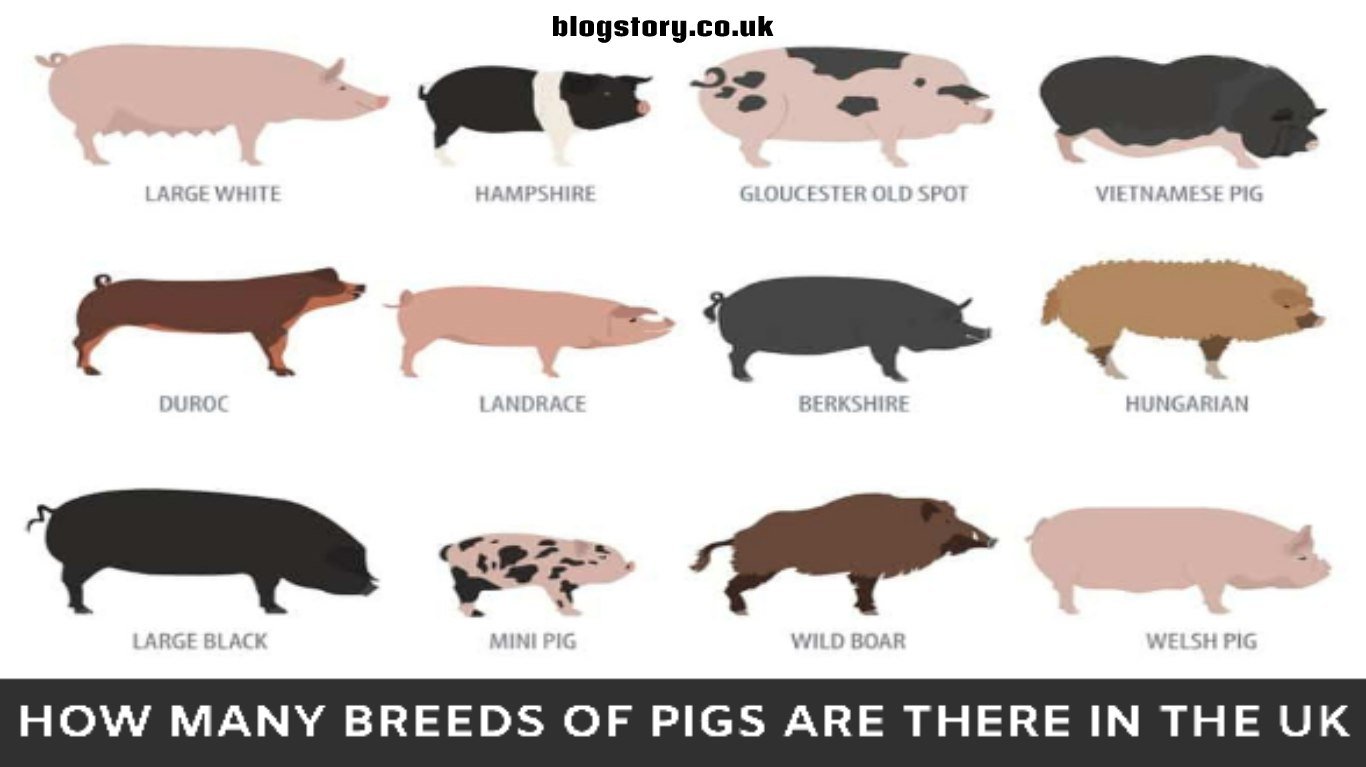 How Many Breeds of Pigs Are There in The UK?