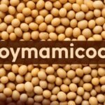 The Soymamicoco Journey: Savouring Wellness