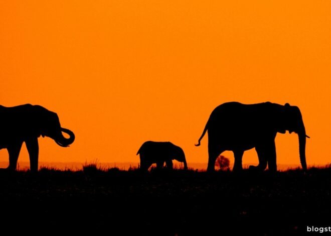 Thrilling Adventure: Horse Riding Safari in Botswana