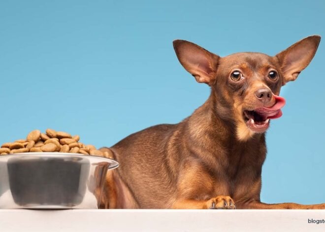The Role of Diet in Managing Dog Allergies