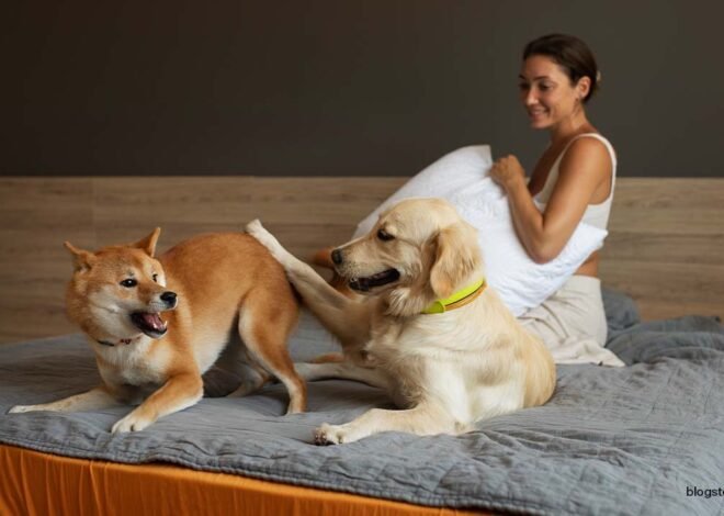 Top 10 Best Dog Friendly Hotels Norfolk: Unleashing Pawsome Stays